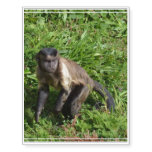 Capuchin Monkey Mugging for the Camera Temporary Tattoos
