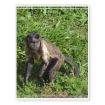 Capuchin Monkey Mugging for the Camera Temporary Tattoos