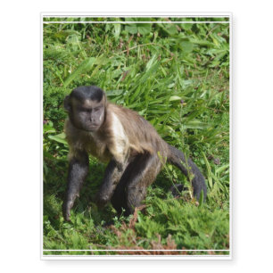 Capuchin Monkey Mugging for the Camera Temporary Tattoos