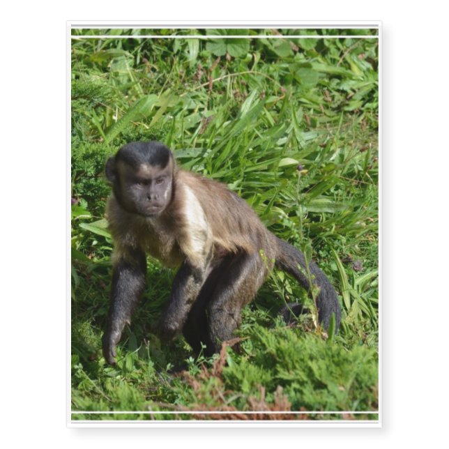 Capuchin Monkey Mugging for the Camera Temporary Tattoos (Front)
