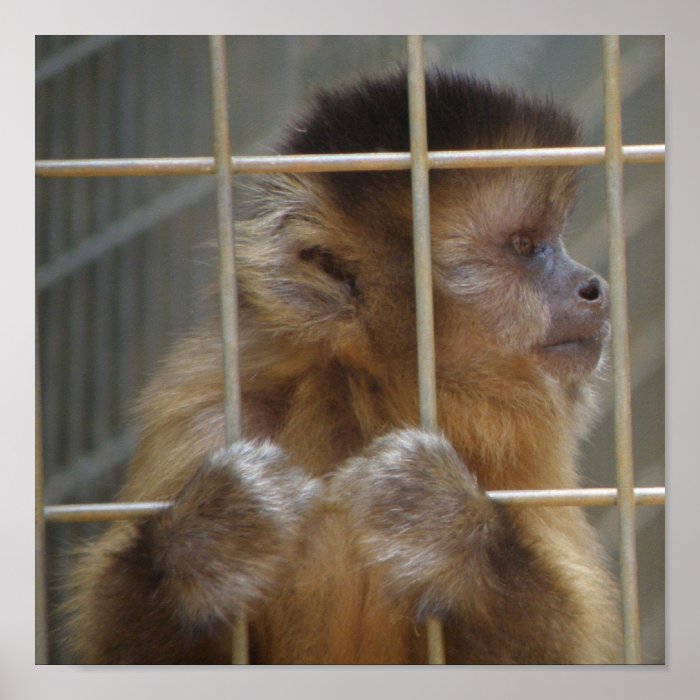 Capuchin Monkey Print