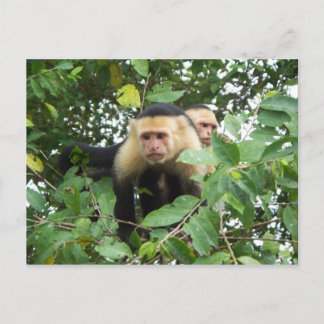 Capuchin monkeys postcard