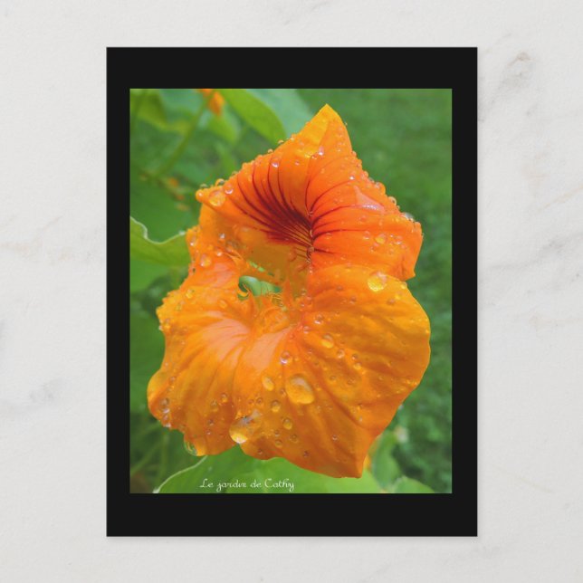 Capucine Postcard (Front)