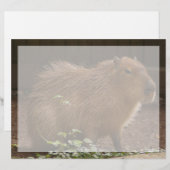 Capybara (Front/Back)