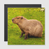 Capybara (Front/Back)