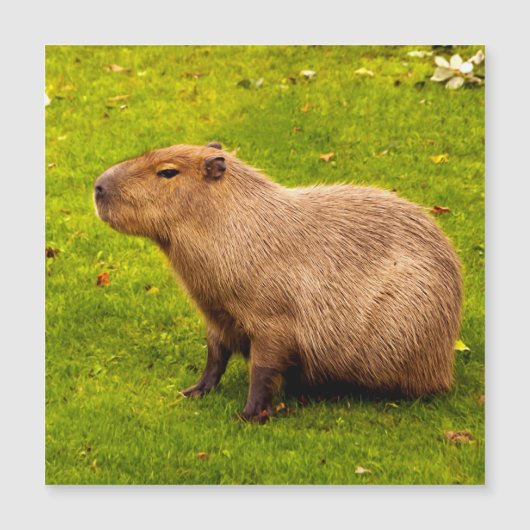 Capybara (Front)