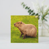 Capybara (Standing Front)