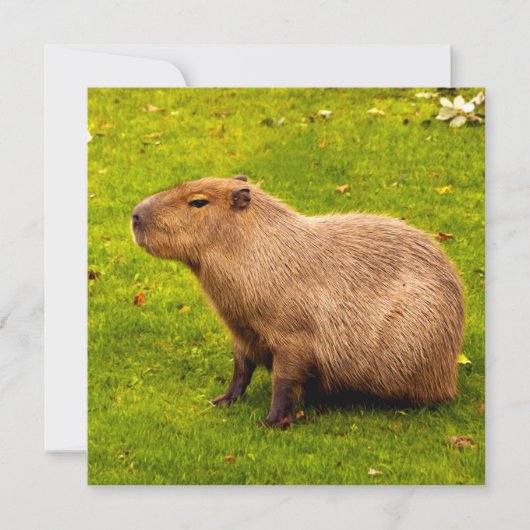 Capybara (Front)
