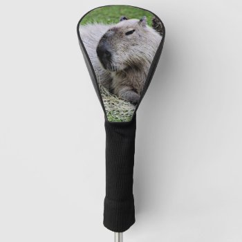 Capybara 07 Golf Head Cover by MehrFarbeImLeben at Zazzle