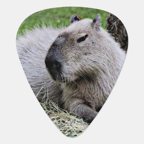 capybara 07 guitar pick