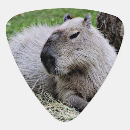 capybara 07 guitar pick