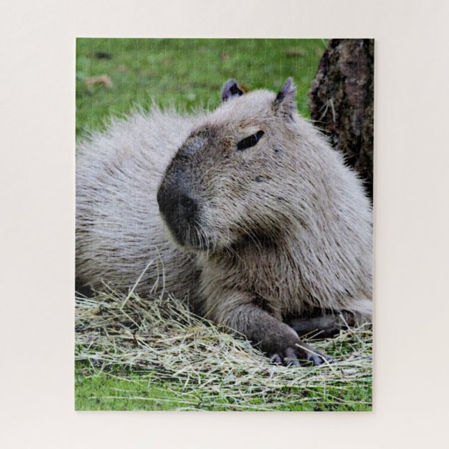capybara 07 jigsaw puzzle (Vertical)