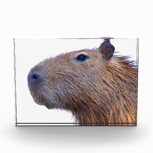 Capybara Acrylic Award