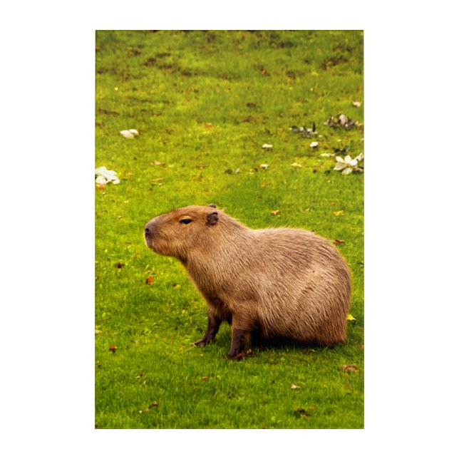 Capybara Acrylic Print (Front)