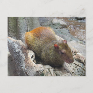 Capybara Animal Cute Postcard