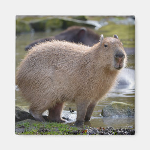 Capybara at the edge of a pond magnet