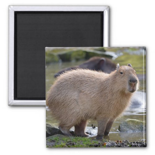 Capybara at the edge of a pond magnet