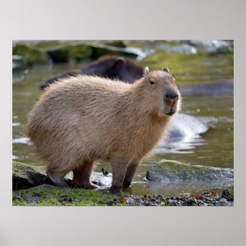 Capybara at the edge of a pond poster