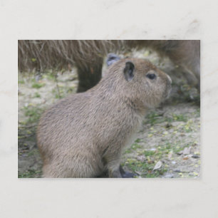 Capybara Babay Postcard