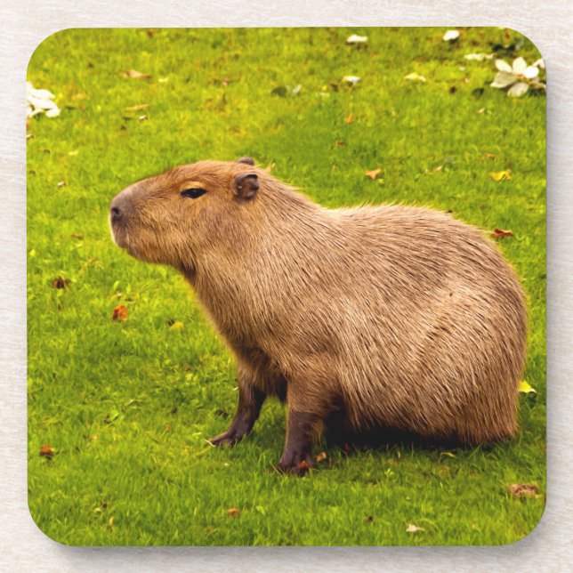 Capybara Beverage Coaster (Front)