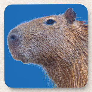 Capybara Beverage Coaster