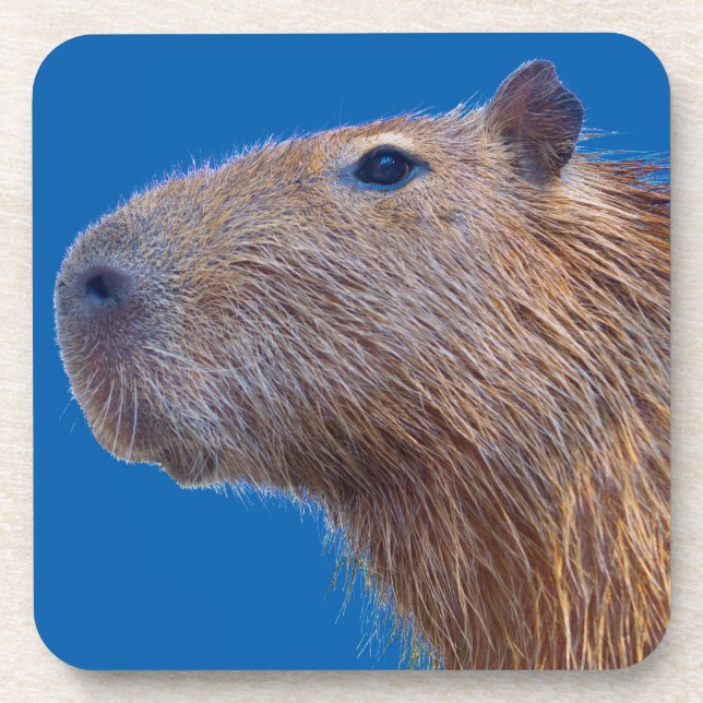 Capybara Beverage Coaster (Front)