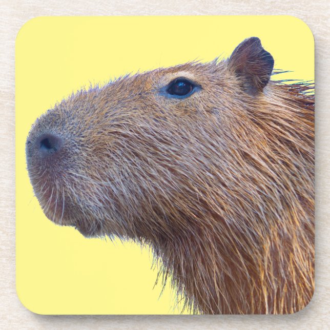 Capybara Beverage Coaster (Front)