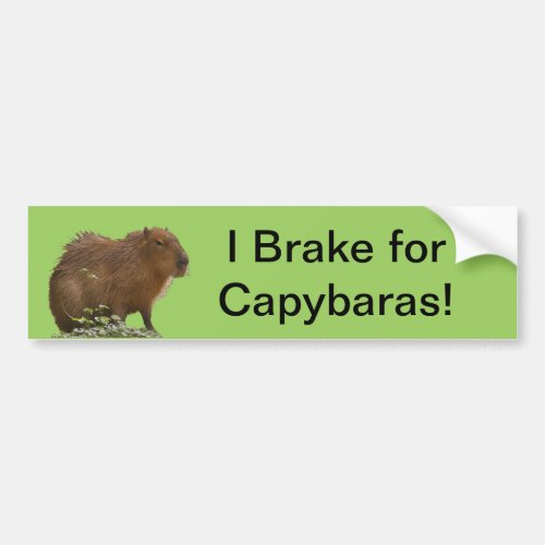 Capybara Bumper Sticker