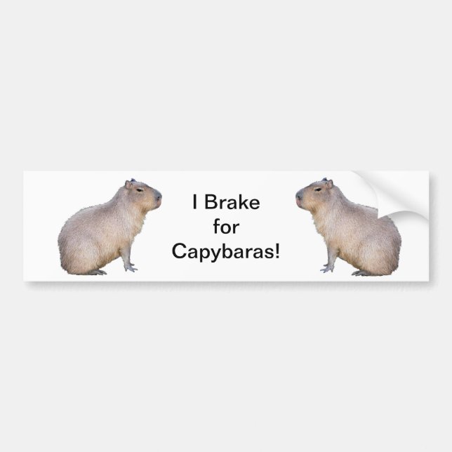 Capybara Bumper Sticker (Front)
