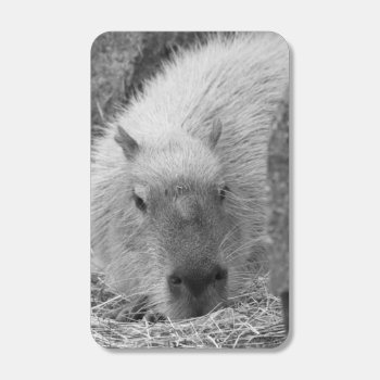 Capybara Bw Matchboxes by MehrFarbeImLeben at Zazzle