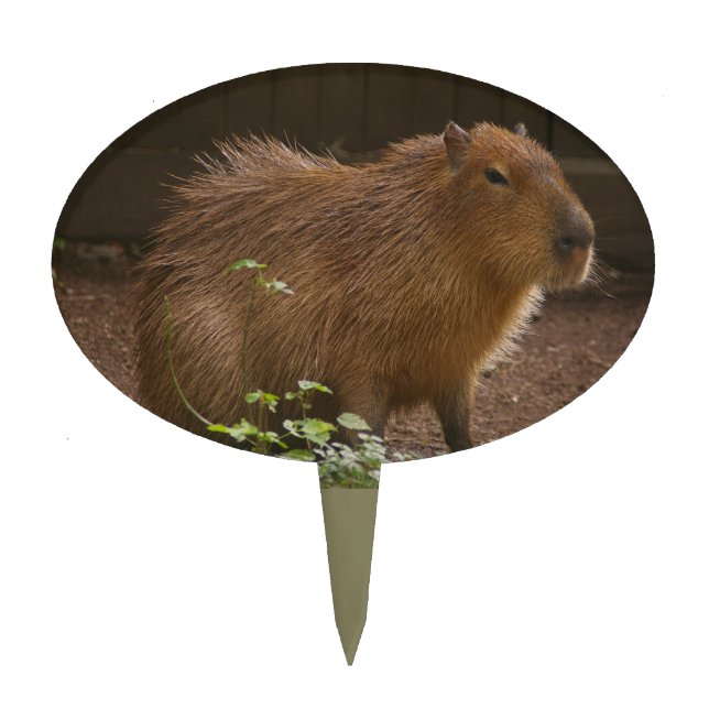 Capybara Cake Topper (Front)