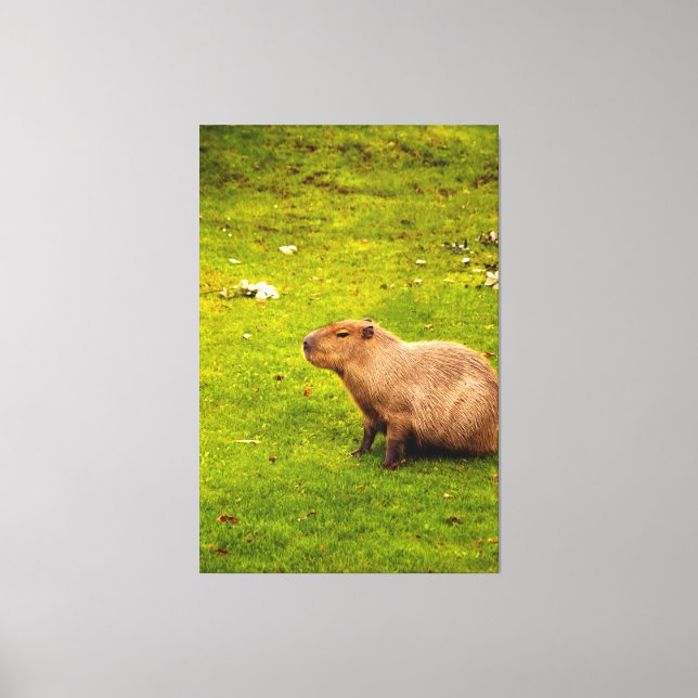 Capybara Canvas Print (Front)