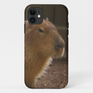 Capybara Art Wallpapers  Cool Capybara Wallpaper for iPhone 4k