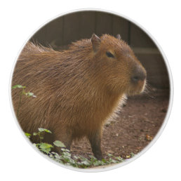 Capybara Ceramic Knob