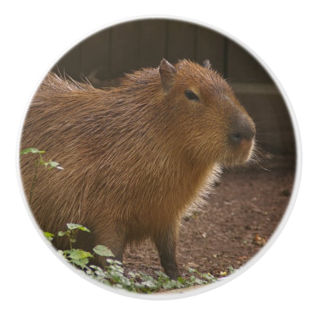 Capybara Ceramic Knob (Front)