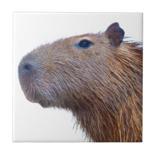 Capybara Ceramic Tile