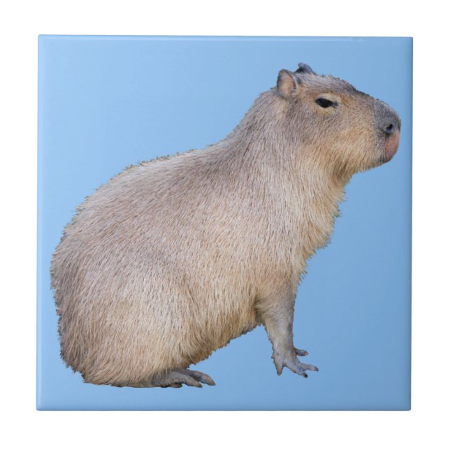 Capybara Ceramic Tile (Front)