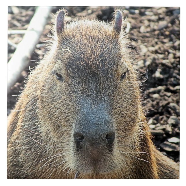 CAPYBARA CERAMIC TILE (Front)