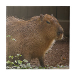 Capybara Ceramic Tile