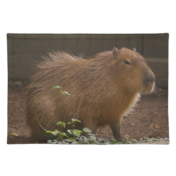 Capybara Gifts on Zazzle