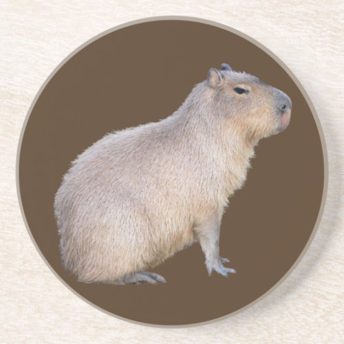 Capybara Coaster