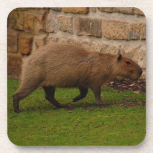capybara drink coaster