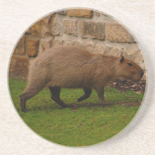 capybara drink coaster