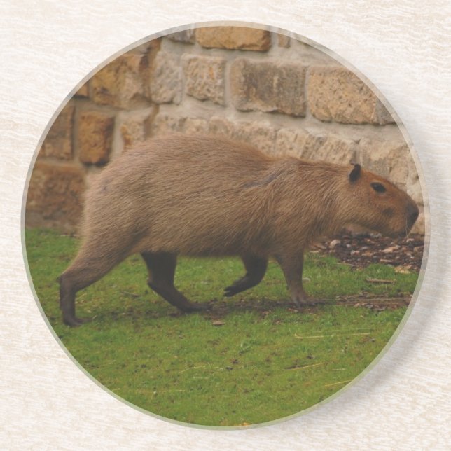 capybara drink coaster (Front)