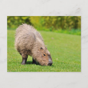 Capybara eating grass postcard