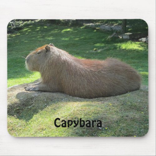 Capybara _ Giant Rodent Mouse Pad