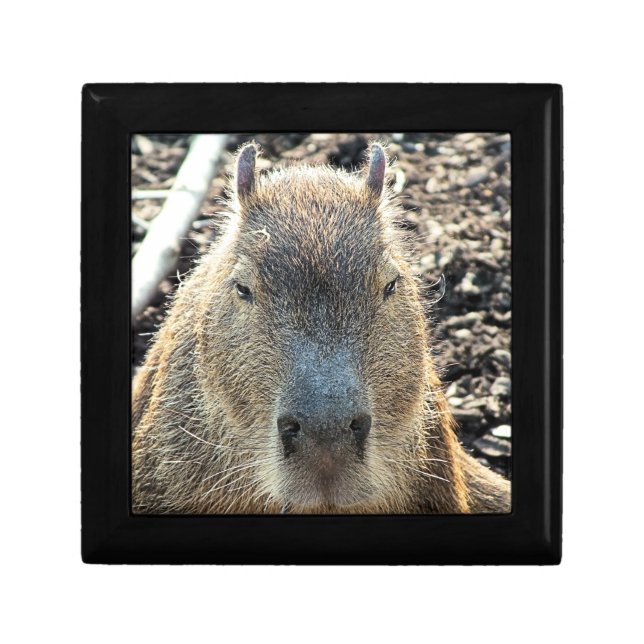 CAPYBARA GIFT BOX (Front)
