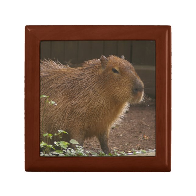 Capybara Gift Box (Front)