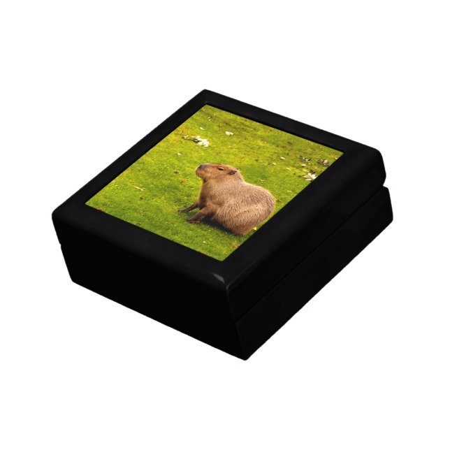 Capybara Gift Box (Side)