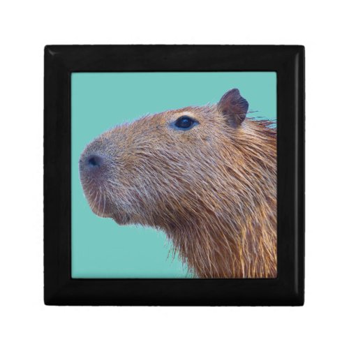 Capybara Gift Box